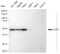KD-Validated Anti-CLP1 Rabbit Monoclonal Antibody