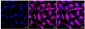 KD-Validated Anti-Desmin Rabbit Monoclonal Antibody
