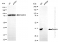 KD-Validated Anti-Desmin Rabbit Monoclonal Antibody