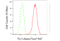 KD-Validated Anti-FLI1 Rabbit Monoclonal Antibody