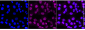 KD-Validated Anti-FLI1 Rabbit Monoclonal Antibody