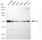 KD-Validated Anti-FLI1 Rabbit Monoclonal Antibody