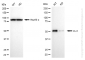 KD-Validated Anti-FLI1 Rabbit Monoclonal Antibody