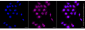 KD-Validated Anti-Checkpoint Kinase 1 Rabbit Monoclonal Antibody