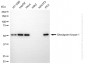KD-Validated Anti-Checkpoint Kinase 1 Rabbit Monoclonal Antibody