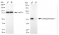KD-Validated Anti-Checkpoint Kinase 1 Rabbit Monoclonal Antibody
