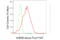 KD-Validated Anti-IKBKB Rabbit Monoclonal Antibody