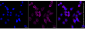 KD-Validated Anti-IKBKB Rabbit Monoclonal Antibody
