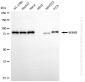 KD-Validated Anti-IKBKB Rabbit Monoclonal Antibody