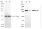 KD-Validated Anti-IKBKB Rabbit Monoclonal Antibody