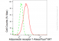 KD-Validated Anti-Adiponectin receptor 1 Rabbit Monoclonal Antibody