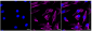 KD-Validated Anti-Adiponectin receptor 1 Rabbit Monoclonal Antibody