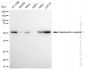 KD-Validated Anti-Adiponectin receptor 1 Rabbit Monoclonal Antibody