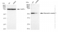 KD-Validated Anti-Adiponectin receptor 1 Rabbit Monoclonal Antibody