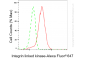 KD-Validated Anti-Integrin Linked Kinase Rabbit Monoclonal Antibody