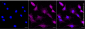 KD-Validated Anti-Integrin Linked Kinase Rabbit Monoclonal Antibody