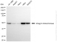 KD-Validated Anti-Integrin Linked Kinase Rabbit Monoclonal Antibody