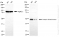 KD-Validated Anti-Integrin Linked Kinase Rabbit Monoclonal Antibody