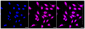 KD-Validated Anti-AMBP Rabbit Monoclonal Antibody
