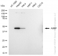 KD-Validated Anti-AMBP Rabbit Monoclonal Antibody