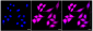 KD-Validated Anti-Annexin A10 Rabbit Monoclonal Antibody