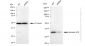 KD-Validated Anti-Annexin A10 Rabbit Monoclonal Antibody