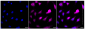 KD-Validated Anti-AP2M1 Rabbit Monoclonal Antibody