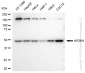 KD-Validated Anti-AP2M1 Rabbit Monoclonal Antibody
