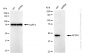 KD-Validated Anti-AP2M1 Rabbit Monoclonal Antibody