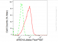KD-Validated Anti-ARID1A Rabbit Monoclonal Antibody