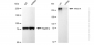 KD-Validated Anti-ARID1A Rabbit Monoclonal Antibody