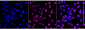 KD-Validated Anti-NEDD4L Rabbit Monoclonal Antibody