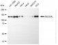 KD-Validated Anti-NEDD4L Rabbit Monoclonal Antibody