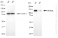 KD-Validated Anti-NEDD4L Rabbit Monoclonal Antibody