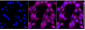 KD-Validated Anti-PRKAG1 Rabbit Monoclonal Antibody