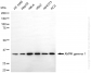 KD-Validated Anti-PRKAG1 Rabbit Monoclonal Antibody
