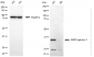 KD-Validated Anti-PRKAG1 Rabbit Monoclonal Antibody