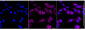 KD-Validated Anti-Cyclin B2 Rabbit Monoclonal Antibody