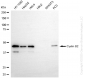 KD-Validated Anti-Cyclin B2 Rabbit Monoclonal Antibody