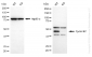 KD-Validated Anti-Cyclin B2 Rabbit Monoclonal Antibody