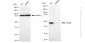 KD-Validated Anti-ATG4B Rabbit Monoclonal Antibody