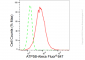 KD-Validated Anti-ATP5B Rabbit Monoclonal Antibody