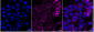 KD-Validated Anti-ATP5B Rabbit Monoclonal Antibody