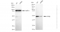KD-Validated Anti-ATP5B Rabbit Monoclonal Antibody