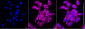 KD-Validated Anti-MAP2K2 Rabbit Monoclonal Antibody