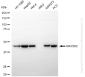 KD-Validated Anti-MAP2K2 Rabbit Monoclonal Antibody