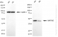 KD-Validated Anti-MAP2K2 Rabbit Monoclonal Antibody