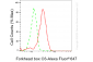 KD-Validated Anti-Forkhead Box O3 Rabbit Monoclonal Antibody