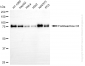 KD-Validated Anti-Forkhead Box O3 Rabbit Monoclonal Antibody