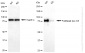 KD-Validated Anti-Forkhead Box O3 Rabbit Monoclonal Antibody